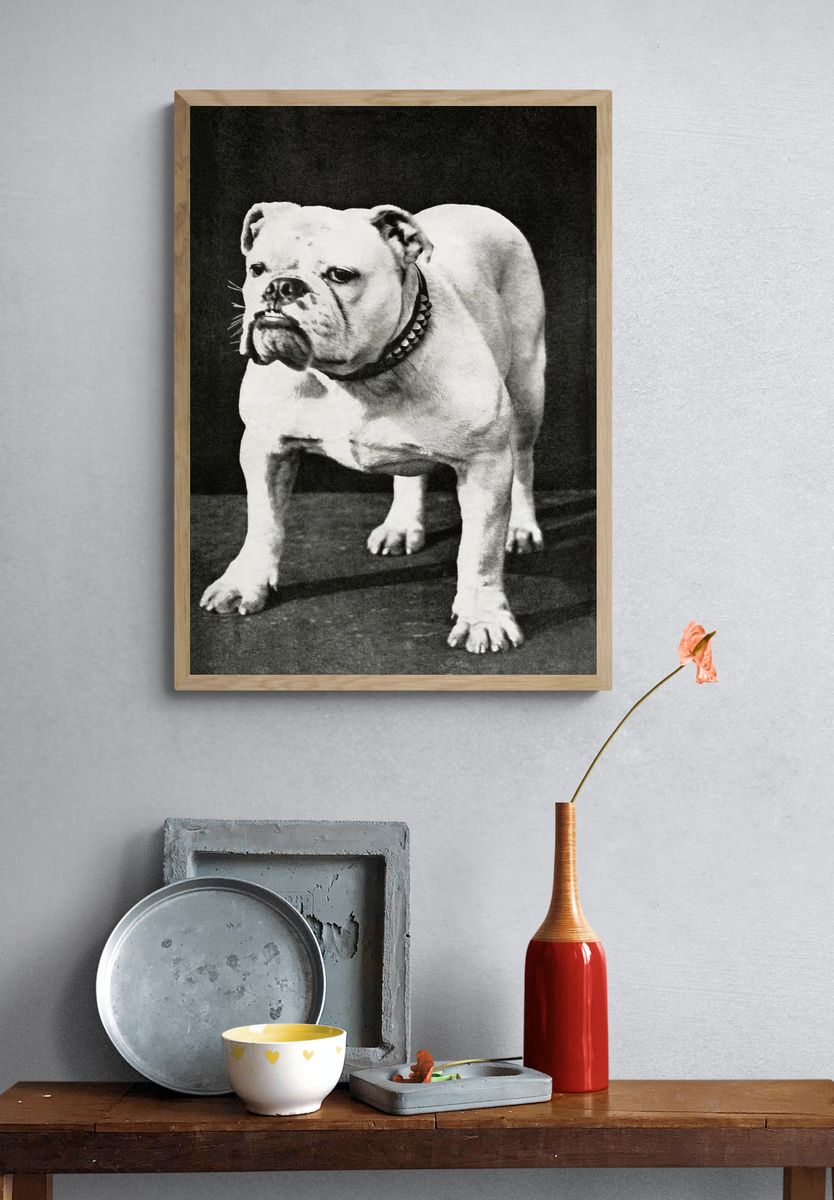 Dogs and All About Them — Vintage Print. — room view 3