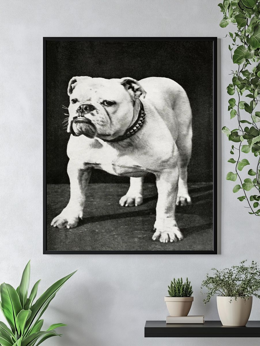 Dogs and All About Them — Vintage Print. — room view 4