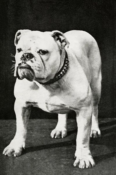 Dogs and All About Them — Vintage Print. poster