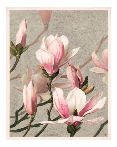 Magnolia poster, vintage art print. poster print