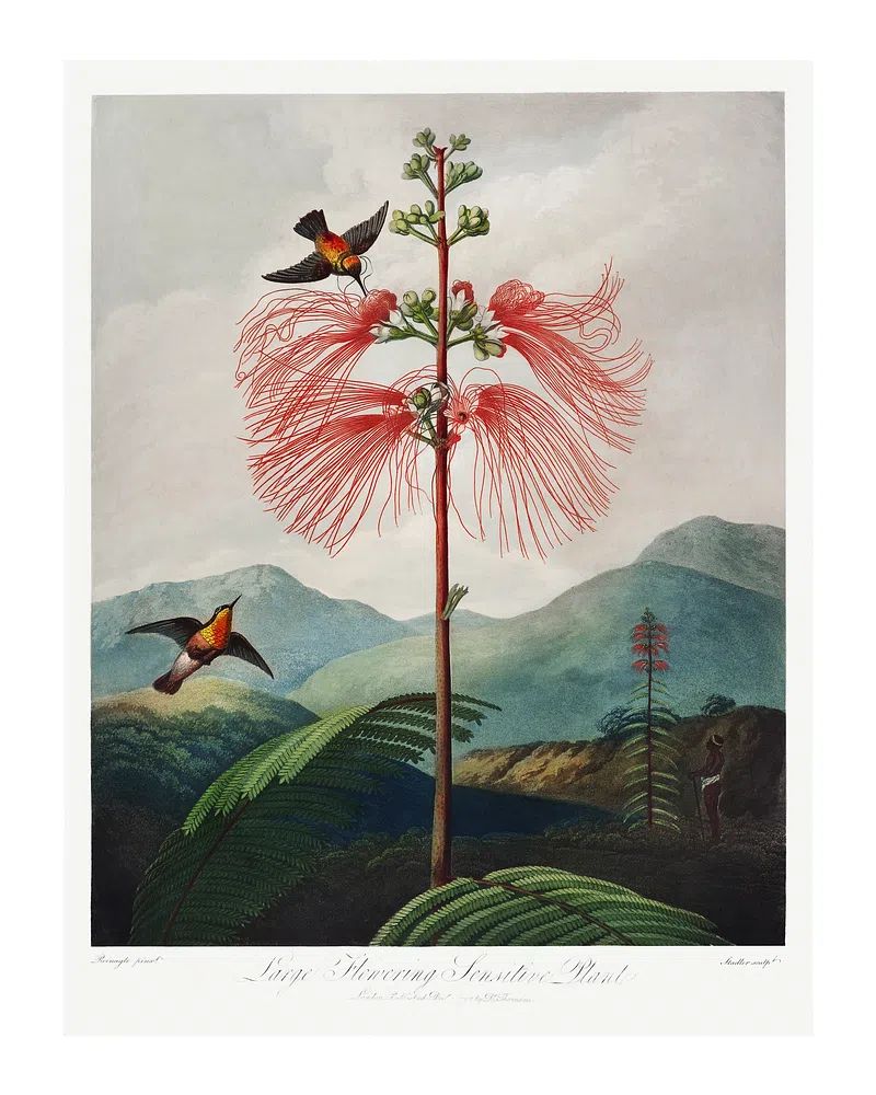 Red flower poster. Flowering Sensitive. poster detail