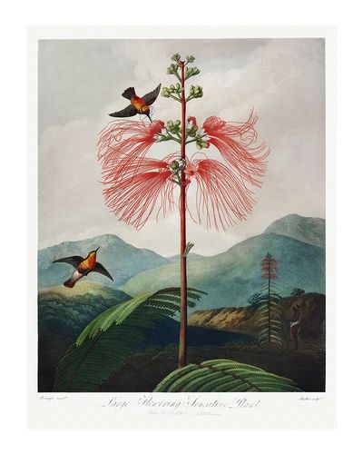 Red flower poster. Flowering Sensitive. poster print