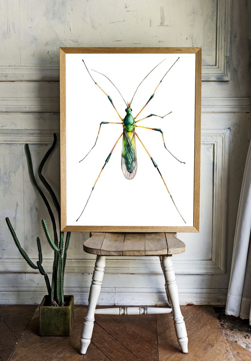 Green Mosquito — Watercolor Print. — room view 1