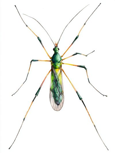 Green Mosquito — Watercolor Print. poster print