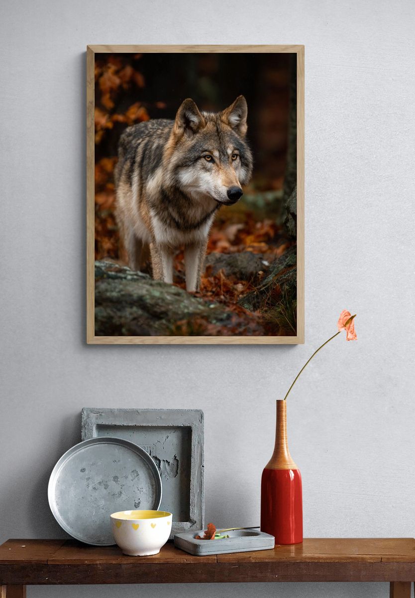 Wolf in Autumn Forest Photography Poster. — room view 3