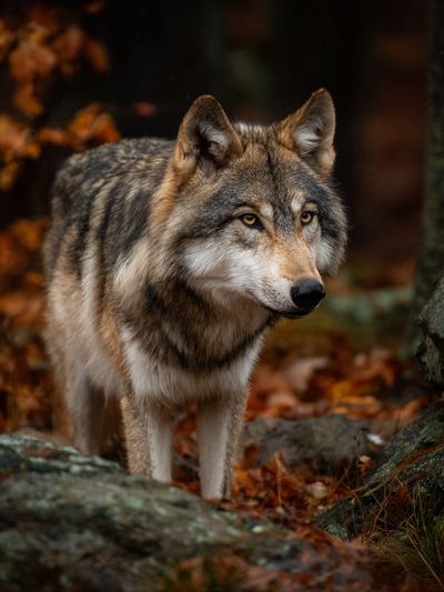 Wolf in Autumn Forest Photography Poster. poster print