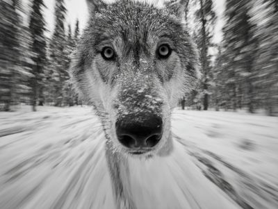 Wolf in Snow Photography Poster. poster print
