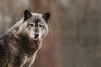 Majestic Wolf Portrait — Animal Photography Print. poster print