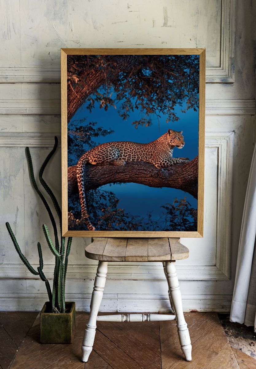 Leopard in a Tree — Wildlife Photography Poster. — room view 1