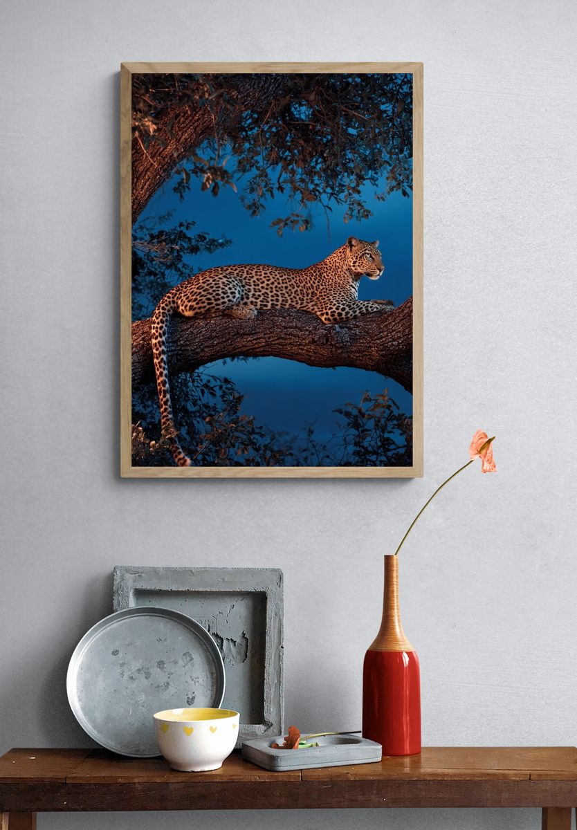 Leopard in a Tree — Wildlife Photography Poster. — room view 3