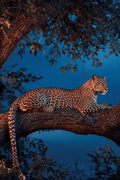 Leopard in a Tree — Wildlife Photography Poster. poster print