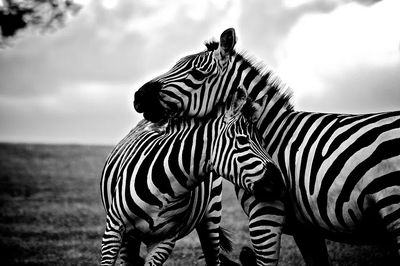 Zebras in Love — Black-White Print. poster print